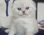 Кошки в Мытищах: Кот на вязку, 3 000 руб. - фото 8