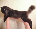Кошки в Вологде: Кот мейн-кун вязка, 10 руб. - фото 2