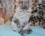 Кошки в Москве: Сибирская серебристая кошечка Девочка, Бесплатно - фото 3