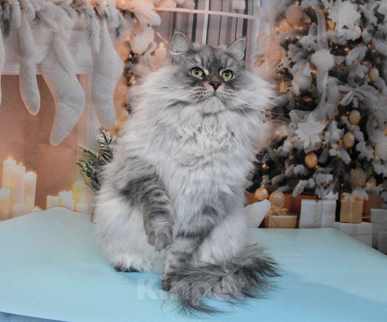 Кошки в Москве: Сибирская серебристая кошечка Девочка, Бесплатно - фото 3