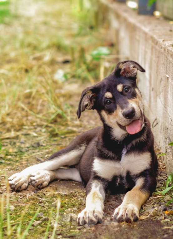 Собаки в Москве: Щенки метисы овчарки в добрые руки Девочка, 1 руб. - фото 2
