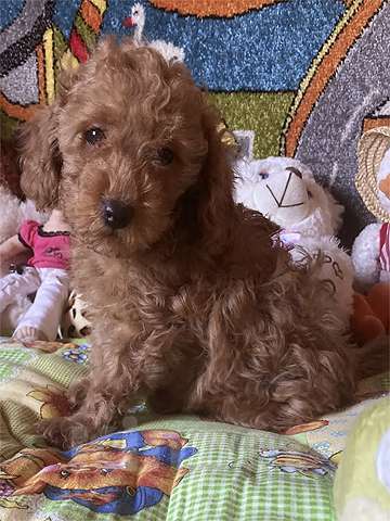 Собаки в других городах Московской области: Щенки той-пуделя Мальчик, Бесплатно - фото 9