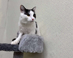 Кошки в Москве: Кошка Милка ищет дом! Девочка, Бесплатно - фото 2