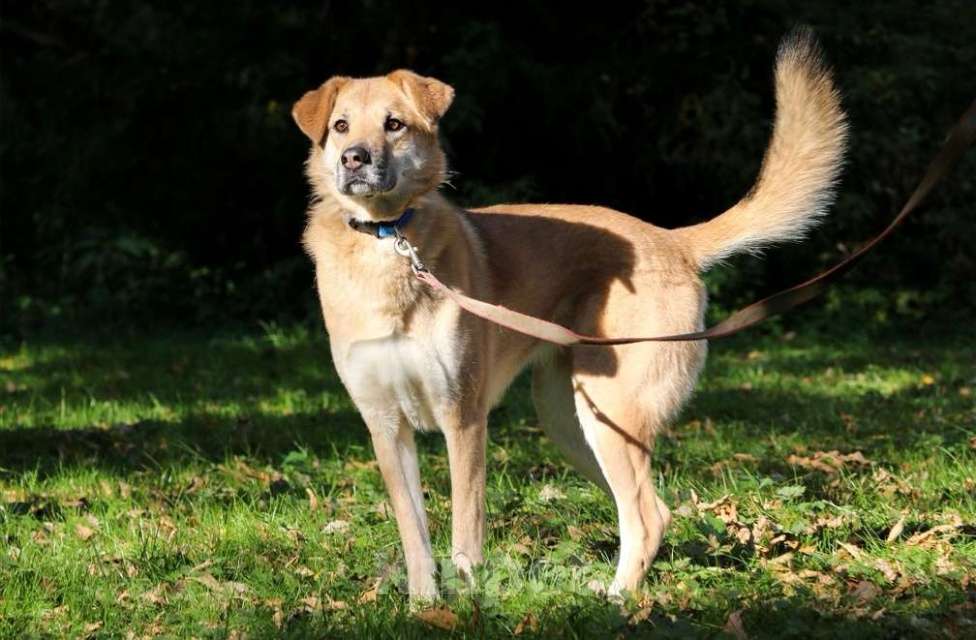 Собаки в Москве: Чудесная Барабулька ищет дом и любящую семью! Девочка, Бесплатно - фото 2