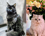 Кошки в Санкт-Петербурге: Британские длинношерстные котята Девочка, 15 000 руб. - фото 8