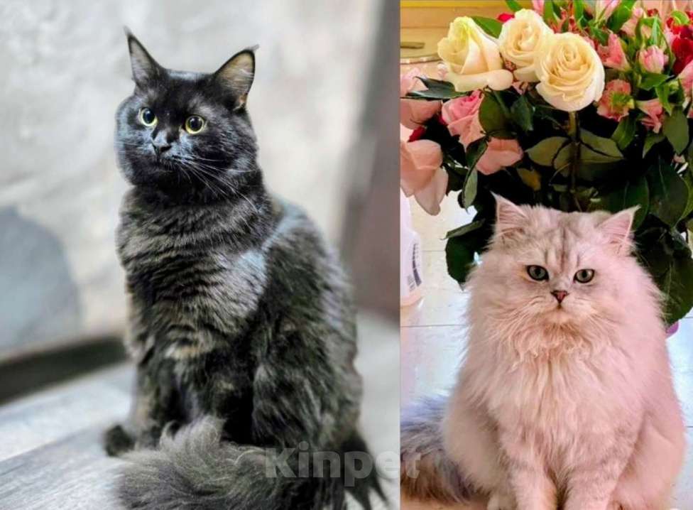 Кошки в Санкт-Петербурге: Британские длинношерстные котята Девочка, 15 000 руб. - фото 8