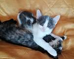 Кошки в других городах Марий Эл: Котята в добрые руки Девочка, Бесплатно - фото 2