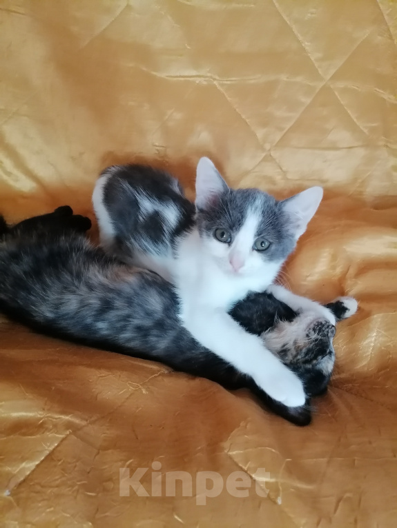 Кошки в других городах Марий Эл: Котята в добрые руки Девочка, Бесплатно - фото 2