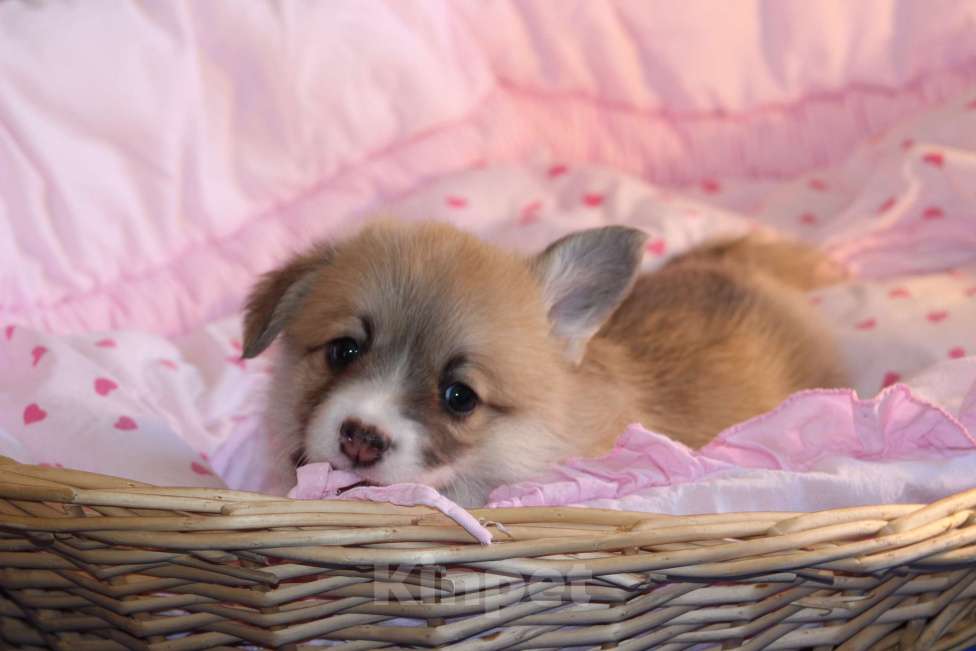 Собаки в Москве: Вельш корги пемброк щенки Мальчик, 50 000 руб. - фото 9