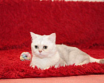 Кошки в Москве: Британский кот Маффин ищет дом! Мальчик, 1 руб. - фото 4