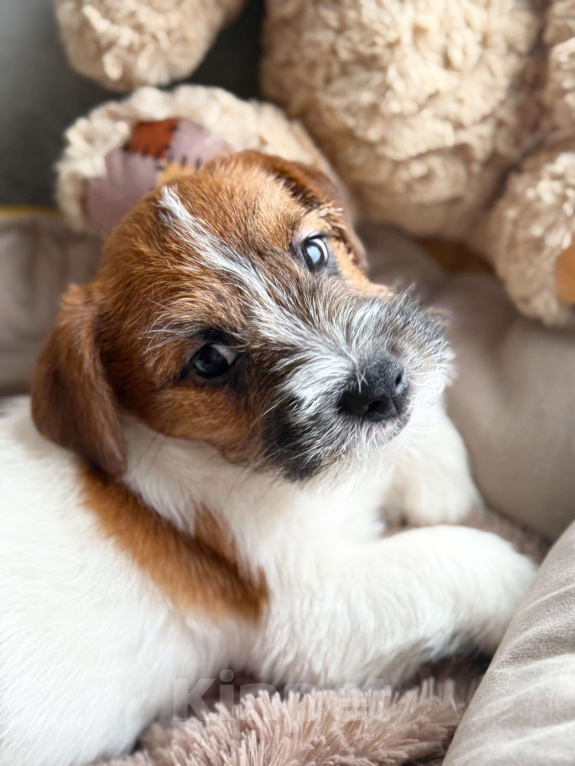 Собаки в Санкт-Петербурге: Кобель Джек Рассел терьера  Мальчик, 80 000 руб. - фото 2