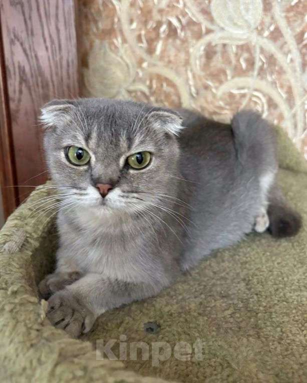 Кошки в Москве: Шотландская вислоухая кошечка срочно ищет дом! Девочка, Бесплатно - фото 2