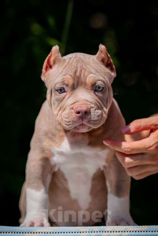 Собаки в Копейске: Американский булли девочки Девочка, 80 000 руб. - фото 3