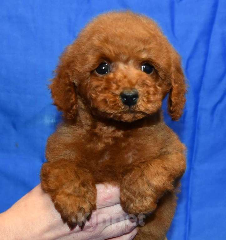Собаки в Долгопрудном: Пуделя щенок миниатюрный рыжий мальчик   УНО МОМЕНТО  Мальчик, 200 000 руб. - фото 1
