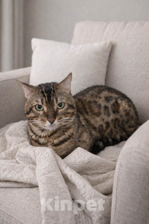 Кошки в Санкт-Петербурге: Сеньор Пушкевич ищет себе хозяина Мальчик, Бесплатно - фото 1