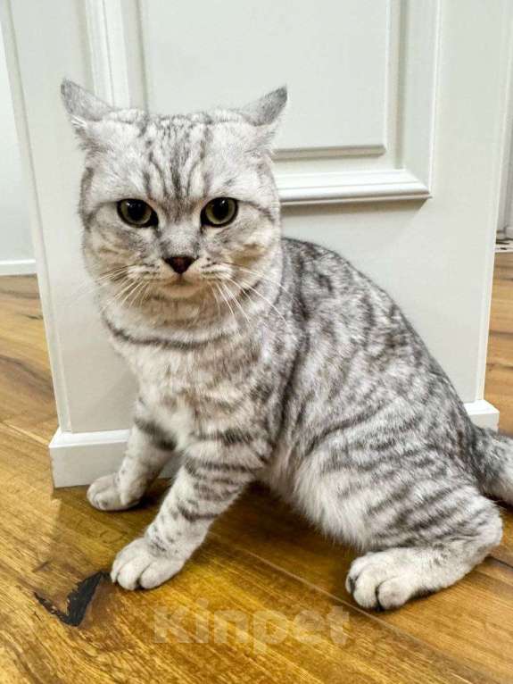 Кошки в Москве: Восьмимесячный котенок-шотландец срочно ищет дом! Мальчик, Бесплатно - фото 3