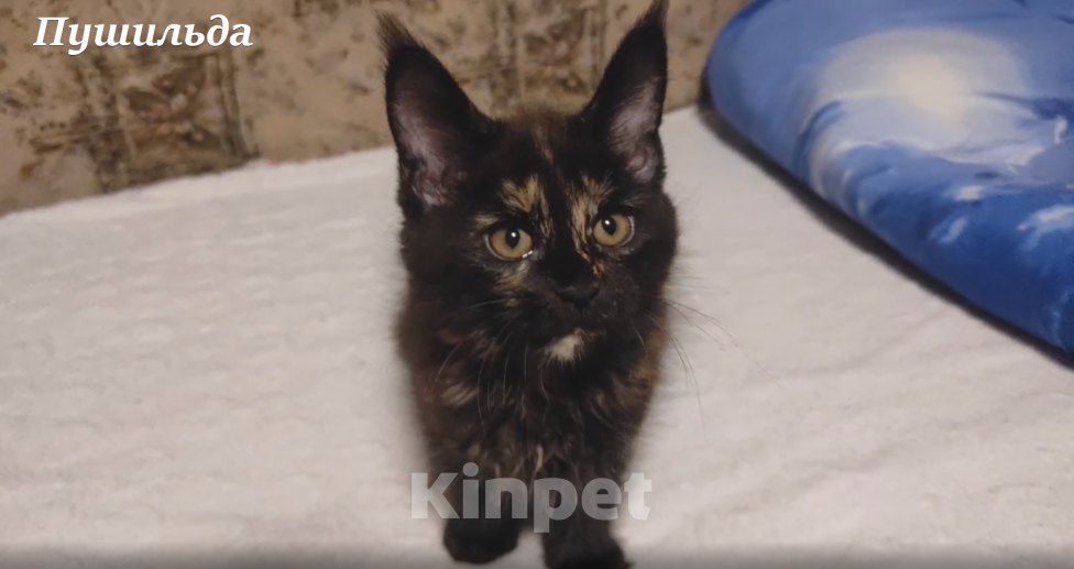 Кошки в Сургуте: Котёнок породы Мейн-кун с метрикой и вет. паспортом Девочка, 15 000 руб. - фото 2