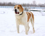 Собаки в Москве: Сагат Мальчик, Бесплатно - фото 3