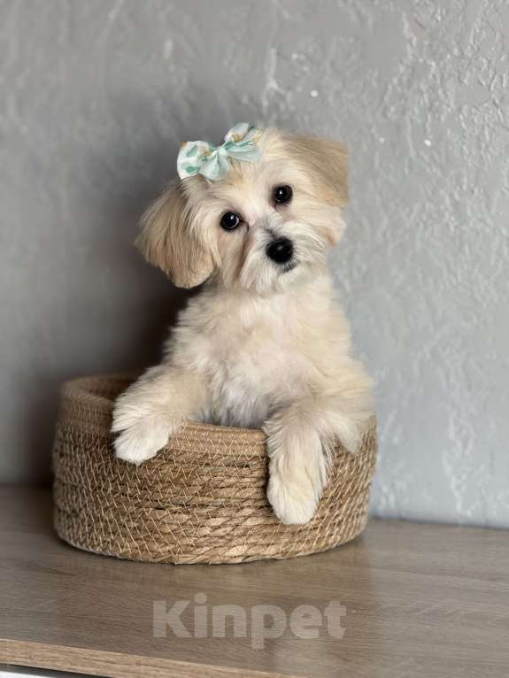 Собаки в Новосибирске: Щенок мальтипу девочка, доставка Девочка, 70 000 руб. - фото 1