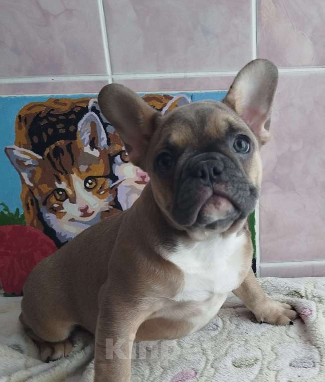 Собаки в Москве: Красивые девочки французский бульдог. Девочка, 60 000 руб. - фото 5