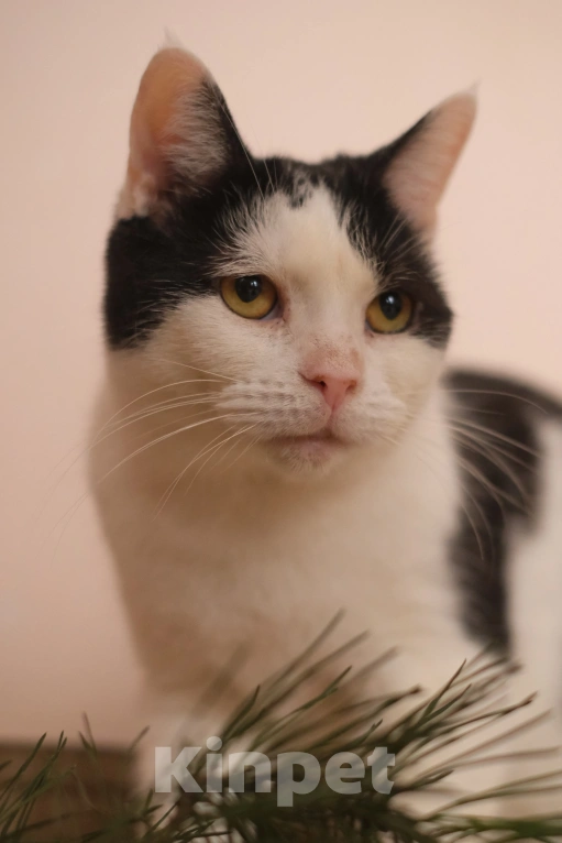 Кошки в Санкт-Петербурге: Марфа Сергеевна из приюта в добрые руки Девочка, Бесплатно - фото 3