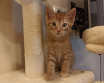 Кошки в Воронеже: Рыжие котята Мальчик, Бесплатно - фото 6