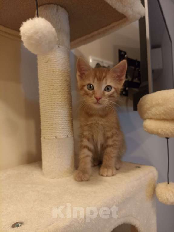 Кошки в Воронеже: Рыжие котята Мальчик, Бесплатно - фото 6