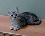 Кошки в Москве: Котёнок мейн-кун девочка 3 мес Девочка, 25 000 руб. - фото 1
