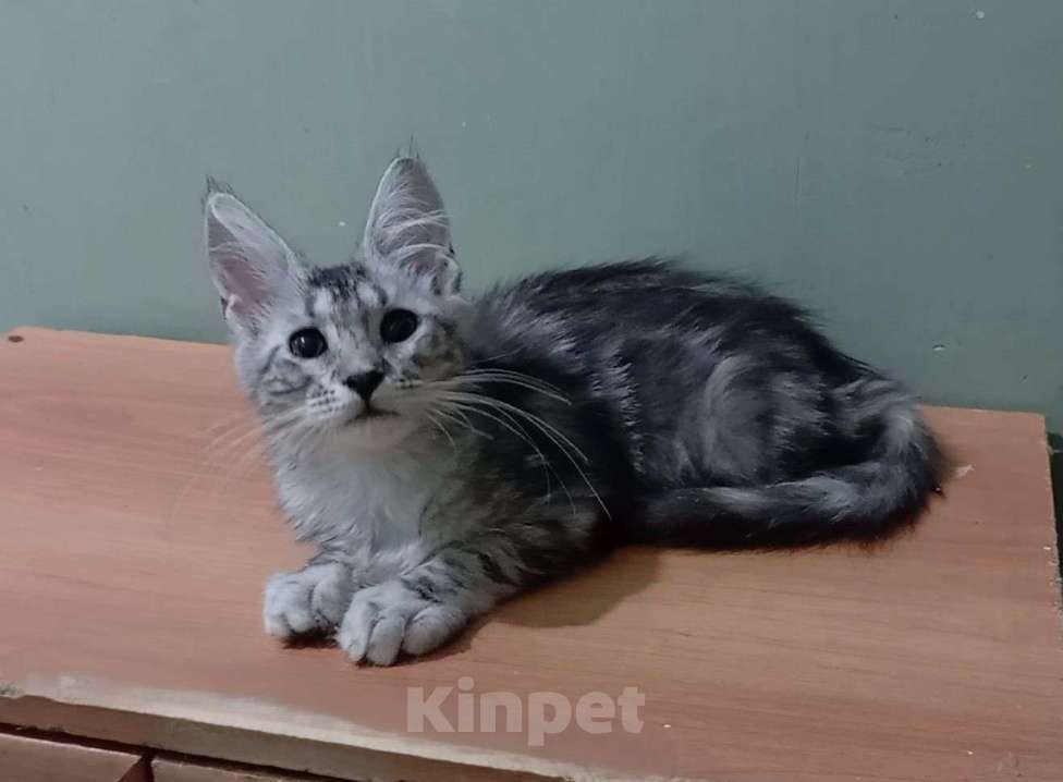 Кошки в Москве: Котёнок мейн-кун девочка 3 мес Девочка, 25 000 руб. - фото 1