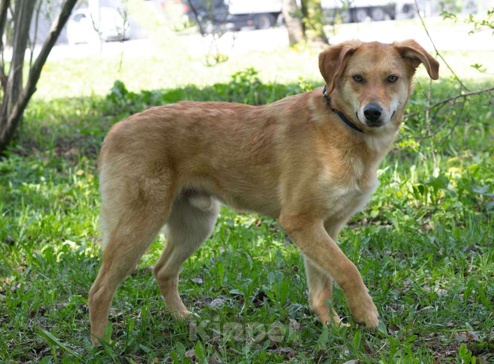 Собаки в Москве: Котопёс Итен станет верным другом, 2 года Мальчик, 1 руб. - фото 2