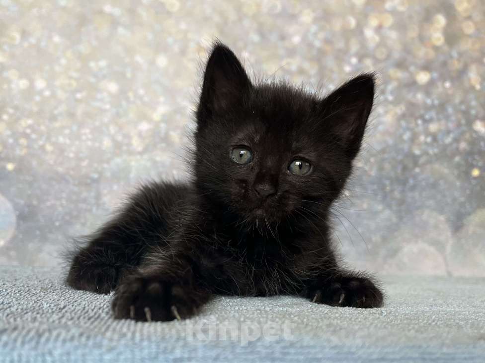 Кошки в других городах Московской области: Курильский бобтейл черный Мальчик, 50 000 руб. - фото 3