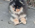 Собаки в Химках: Малыш померанец Мальчик, 35 000 руб. - фото 4