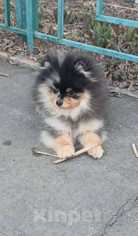 Собаки в Химках: Малыш померанец Мальчик, 35 000 руб. - фото 4