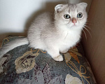 Кошки в Кимовске: Шотландская девочка вислоушка Девочка, 5 000 руб. - фото 5