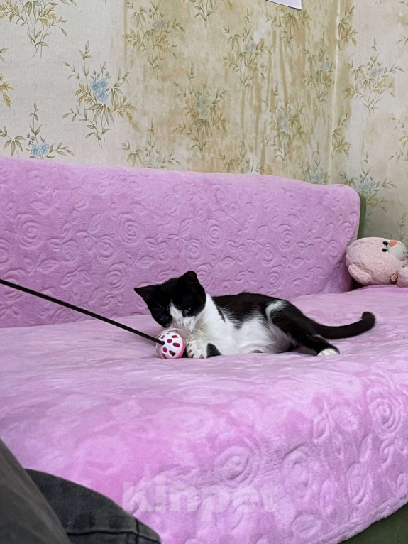 Кошки в Севастополе: Нежный котенок в поисках дома Девочка, Бесплатно - фото 3