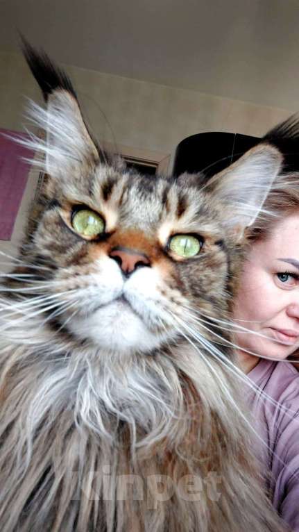 Кошки в Москве: Кошечки мейн кун  Девочка, 55 000 руб. - фото 9