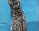 Кошки в Чехове: Чистопородный бенгальский котенок Мальчик, 37 000 руб. - фото 3