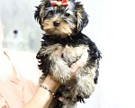 Собаки в Москве: Продажа щенков йоркширского терьера Девочка, 25 000 руб. - фото 1
