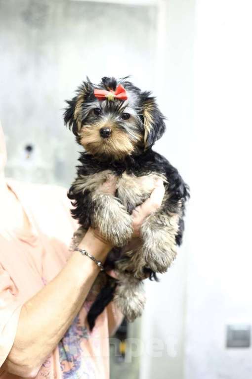 Собаки в Москве: Продажа щенков йоркширского терьера Девочка, 25 000 руб. - фото 1