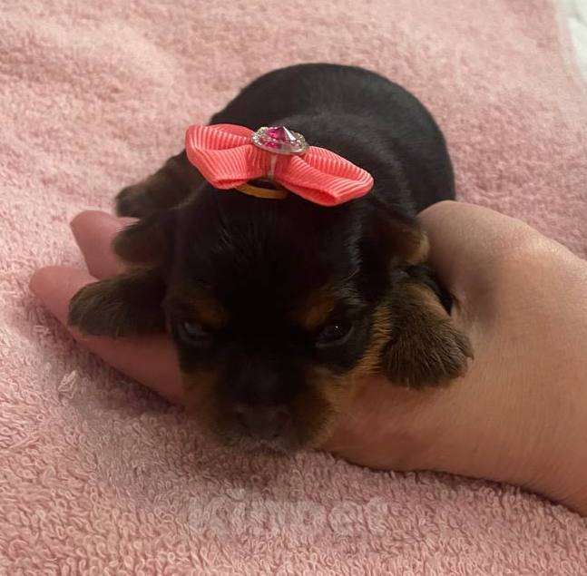 Собаки в Хабаровске: Йоркширский терьер щенки Разнополые, 40 000 руб. - фото 4