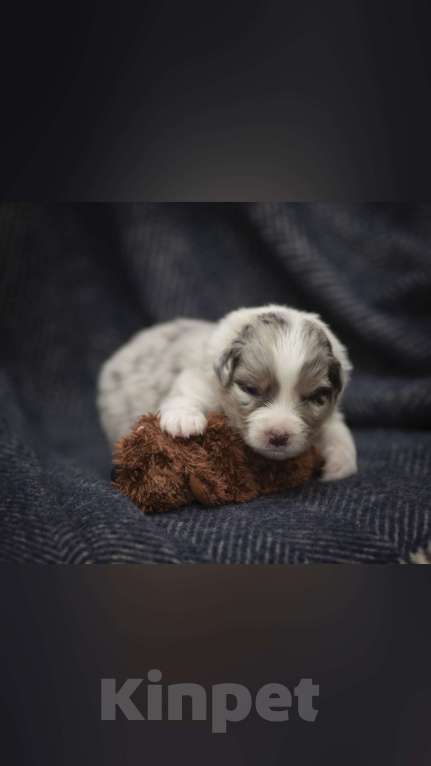 Собаки в Воронеже: Австралийская овчарка щенок мраморный Мальчик, 80 000 руб. - фото 2