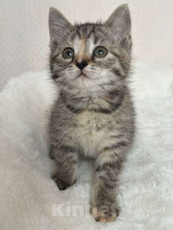 Кошки в Москве: Котенок в добрые руки Девочка, Бесплатно - фото 1