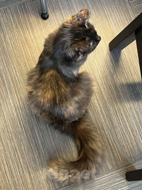 Кошки в Москве: Котенок Сильва в добрые руки, 7 мес. Девочка, Бесплатно - фото 10