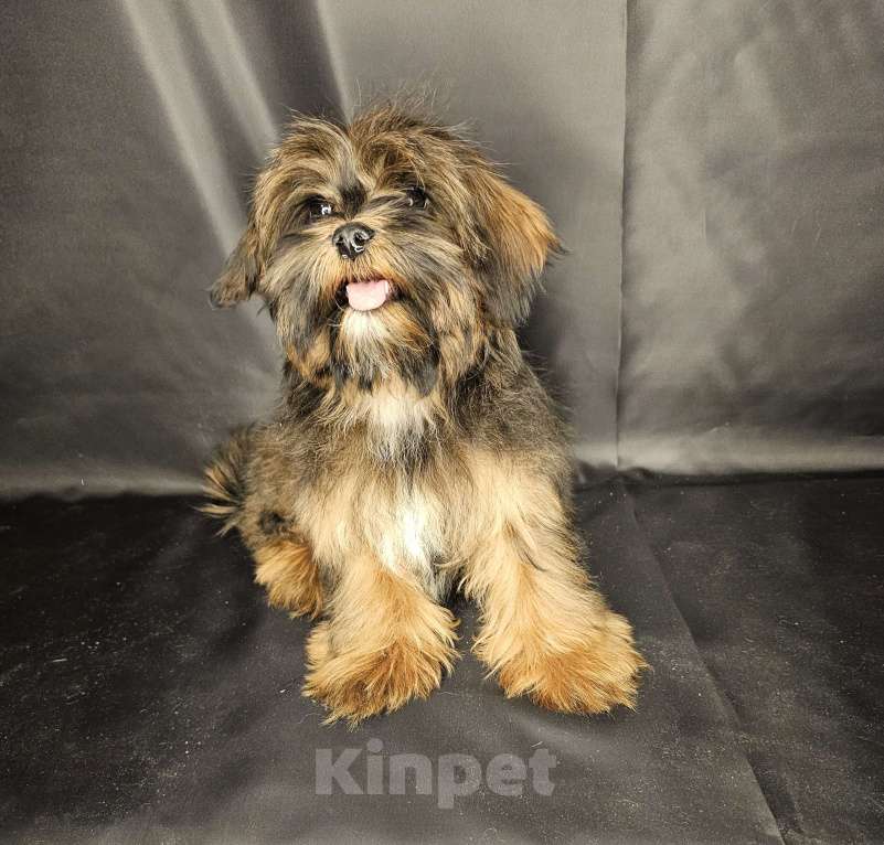 Собаки в Москве: Шипу щенок мальчик Мальчик, 30 000 руб. - фото 4