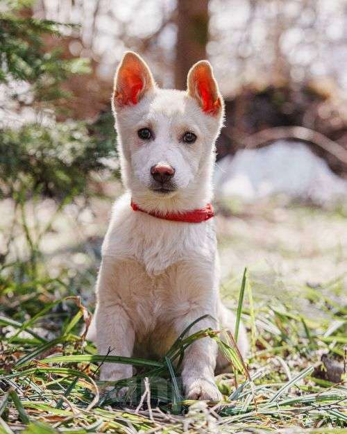 Собаки в Москве: Бесподобный домашний щенок Пилот ищет дом Мальчик, Бесплатно - фото 8