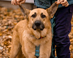 Собаки в Москве: Собака в добрые руки бесплатно Москва Мальчик, Бесплатно - фото 4