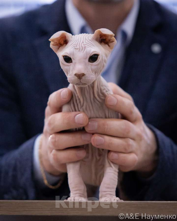 Кошки в Москве: Элитный котенок украинский левкой Мальчик, Бесплатно - фото 4