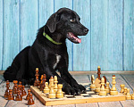 Собаки в Москве: Черный щенок лабрадора Лада в добрые руки Девочка, 1 руб. - фото 4