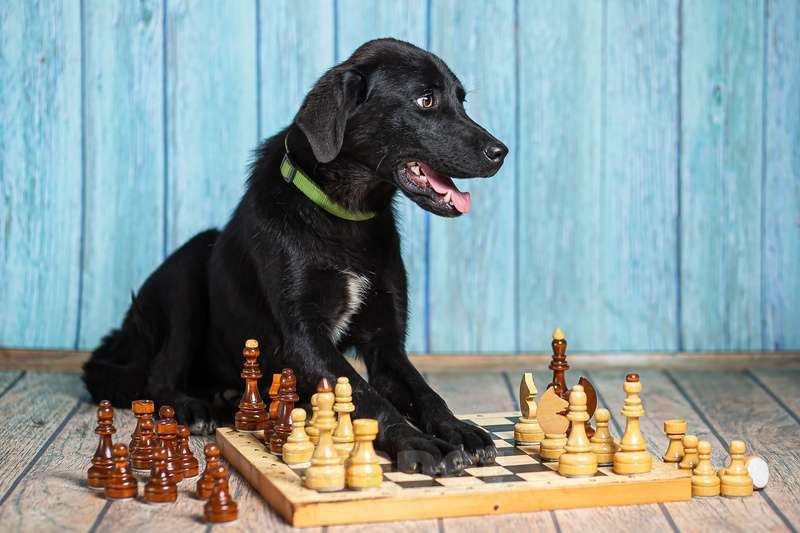 Собаки в Москве: Черный щенок лабрадора Лада в добрые руки Девочка, 1 руб. - фото 4