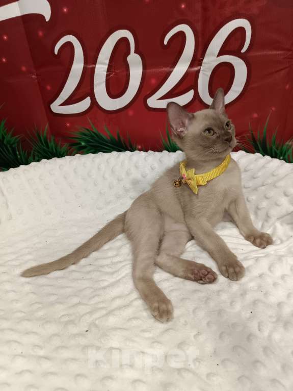 Кошки в Лыткарино: Котята бурма европейская  Мальчик, 45 000 руб. - фото 7